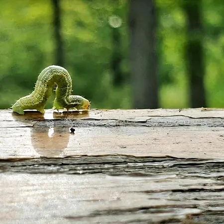 Promenade Dans La Vallée De La Meuse Blaimont